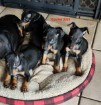 Chiot Mâle Manchester Terrier Nain