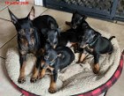 Chiot Mâle Manchester Terrier Nain