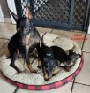 Chiot Mâle Manchester Terrier Nain