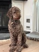 Mâle Caniche royal brun disponible pour saillie