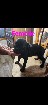 American bully pocket