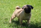 2 Chiots Carlin Disponible de suite