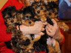 Magnifiques Yorkies  Yorkshire Terrier