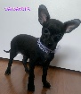 Magnifique chihuahua X Shetland