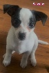 Magnifique chihuahua X Shetland