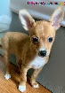 Magnifique chihuahua X Shetland