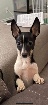 Magnifique chihuahua X Shetland