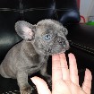 adorables chiots bouledogue français pour une bonn