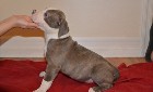Magnifiques chiots pitbull américains pour un bon 
