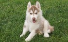 Chiots husky sibériens intelligents pour un bon fo