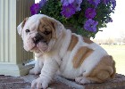 Chiots bouledogues anglais pour une bonne maman.