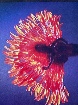 Costumes et plumes