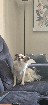 Chihuahua x épagneul papillon