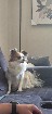 Chihuahua x épagneul papillon