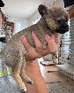 Chihuahua 