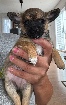 Chihuahua 