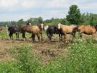 Weedon (Estrie) : Domaine équestre de 71 acres
