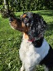 chiot Épagneul breton de race pur