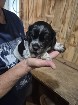chiot Épagneul breton de race pur
