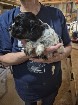 chiot Épagneul breton de race pur