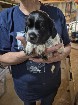 chiot Épagneul breton de race pur