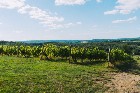 Danville, Estrie – vignoble, érablière