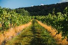 Danville, Estrie – vignoble, érablière