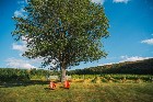 Danville, Estrie – vignoble, érablière