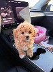 Hypoallergenic Maltipoo Puppies