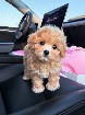 Hypoallergenic Maltipoo Puppies