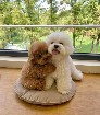  Adorable Toy Poodle Puppies Ready Now