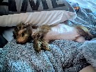 Petit chien chinois mélangé 