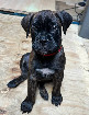 Chiots Bullmastiff à adopter