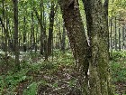 Notre-Dame-du-Bon-Conseil Terre à bois