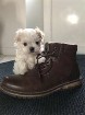 Chiot Bichon maltais 
