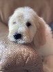 Chiots Goldendoodle f1 a naitre en janvier 2026