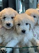 Chiots Goldendoodle f1 a naitre en janvier 2026