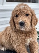 Chiots Goldendoodle f1 a naitre en janvier 2026