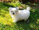 Jolie Chiot Bichon Maltais Femelle