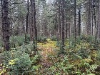 Ham-Sud (Estrie) : Terre à bois de 39 acres