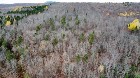 Ham-Sud (Estrie) : Terre à bois de 39 acres