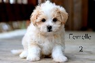 Magnifiques chiots Morkie