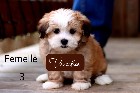 Magnifiques chiots Morkie