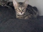 Chats (1 mâle 1 femelle) 5 mois 