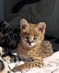 Serval d'exception, l'élégance de la savane