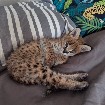 Serval d'exception, l'élégance de la savane