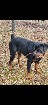 Accouplement rottweiler 