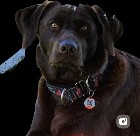 Labrador x 5 mâles 3 femelles