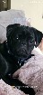 Beau pug/carlin noir disponible pour accouplement/