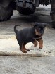 Chiots Rottweiler